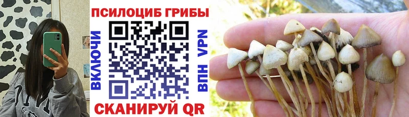 Купить закладки  Покровск  Псилоцибиновые грибы Psilocybe 